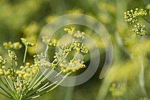 Fennel- foeniculum vulgare