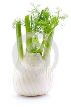 Fennel