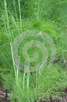Fennel in the garden. Close-up