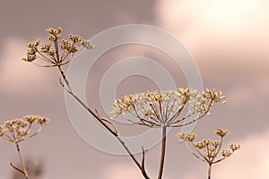 Fennel or golden dill seed heads