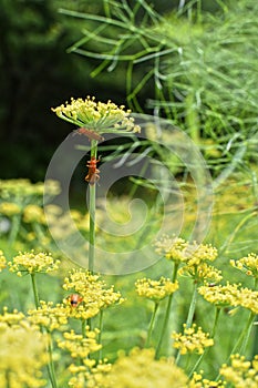 Fennel gone to seed, in flower