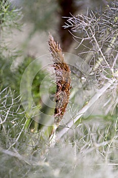 Fennel gray close up