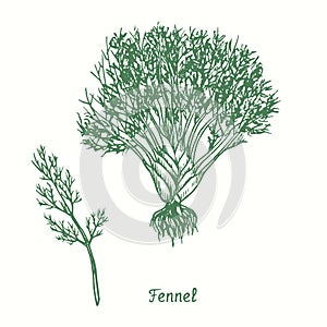 Fennel green twig and plant with roots. Ink black and white doodle drawing