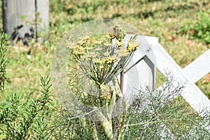 Fennel growing by a white fence