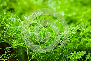 fennel grows on the bed