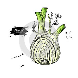Fennel hand drawn vector illustration. Isolated Vegetable object with sliced pieces.