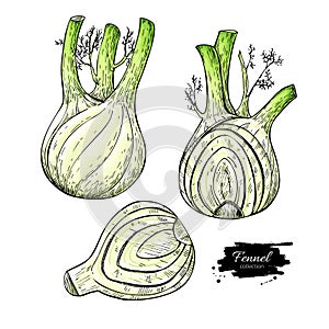 Fennel hand drawn vector illustration. Isolated Vegetable object with sliced pieces set.