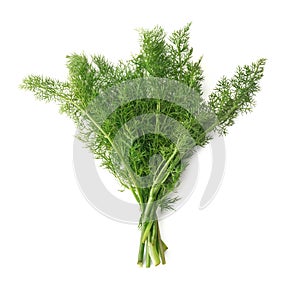 Fennel Leaves in Bunch, Isolated Ã¢â¬â Traditional Italian `Finocchietto Selvatico` Foeniculum Vulgare photo