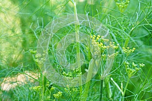 Fennel leaves close up