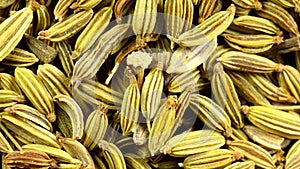 Fennel, medicinal plant and spice with flowers and dried seeds