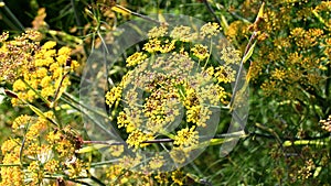 Fennel ,medicinal plant and spice with flowers in summertime