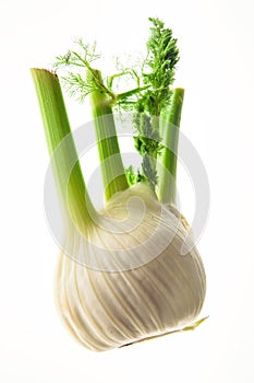 Fennel