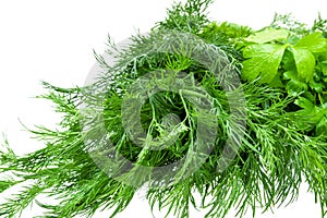 Fennel and parsley green fresh herb isolated on white background