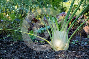 Fennel plant growing in the garden