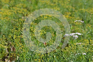 A Fennel Plants In Field