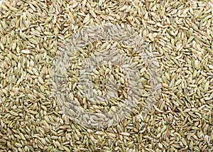 Fennel seeds background