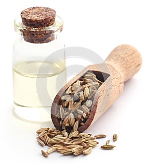 Fennel seeds with essential oil