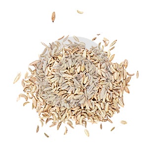 Fennel seeds isolated