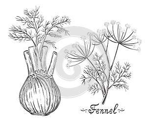 Fennel spice herb root and stem botanical sketch. Herb bulb. dill stalk. Healthy food. Cooking ingredient. Hand drawn vector
