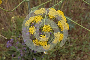 Fennel yellow blossoms