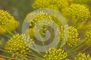 Fennel yellow blossoms