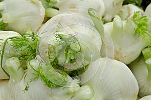 Fennels for sale at the city market