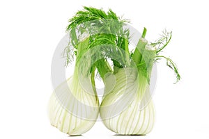 fennels on white background