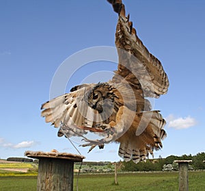 Fenton Bird of Prey Centre