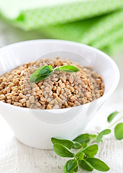 Fenugreek photo