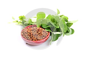 Fenugreek photo