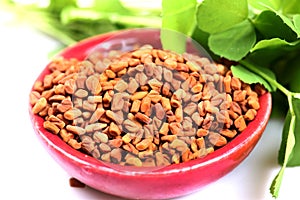 Fenugreek photo