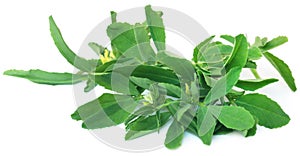 Fenugreek leaves