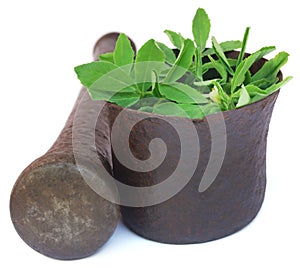 Fenugreek leaves in a mortar with pestle