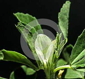 Fenugreek or methi flower with leaves