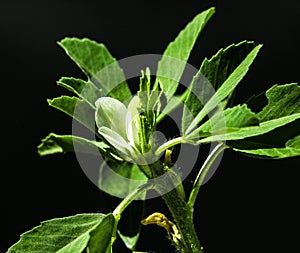 Fenugreek or methi flower with leaves