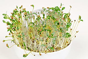 Fenugreek microgreens, shoots in white bowl, front view over white