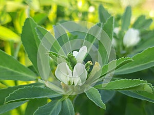 Fenugreek plant with flower in field.