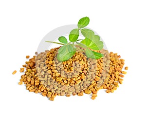 Fenugreek seed with sprout. Trigonella foenum-graecum