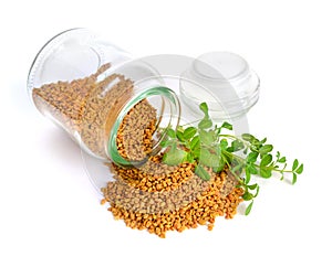 Fenugreek seed with sprout. Trigonella foenum-graecum