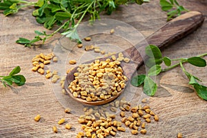 Fenugreek seeds and fresh trigonella plant on a table