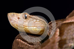 Fer-de-Lance Bothrops asper photo