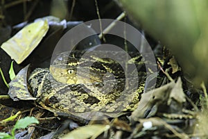 Fer-de-lance (Bothrops asper), Costa Rica