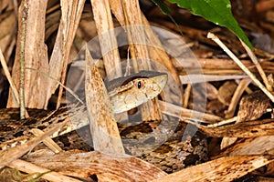 Fer de lance Bothrops asper Terciopelo in the jungle of CostaRica