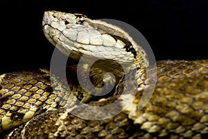 Fer-de-Lance Bothrops atrox