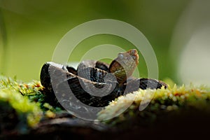 Fer-de-lance, Bothrops atrox,  in nature habitat. Common Lancehead viper, in tropical forest. Poison snake in the dark jungle.