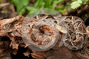 Fer-de-Lance - Costa Rica Venomous Snake