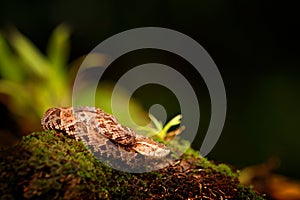 Fer-de-lance in nature habitat. Common Lancehead, Bothrops atrox, in tropical forest. Poison snake in the dark jungle. Detail of r