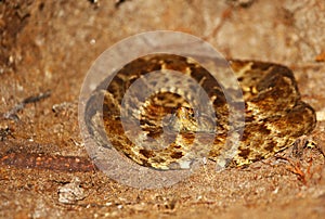 Fer de Lance, poisonous snake in Brazil