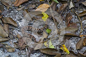 Wildlife: A Fer-de-lance Bothrops asper is seen in a trail in Peten, Guatemala photo