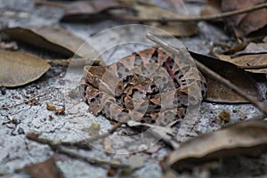 Wildlife: A Fer-de-lance Bothrops asper is seen in a trail in Peten, Guatemala photo